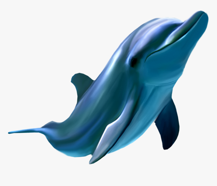 Dolphins Logo Png, Transparent Png, Free Download