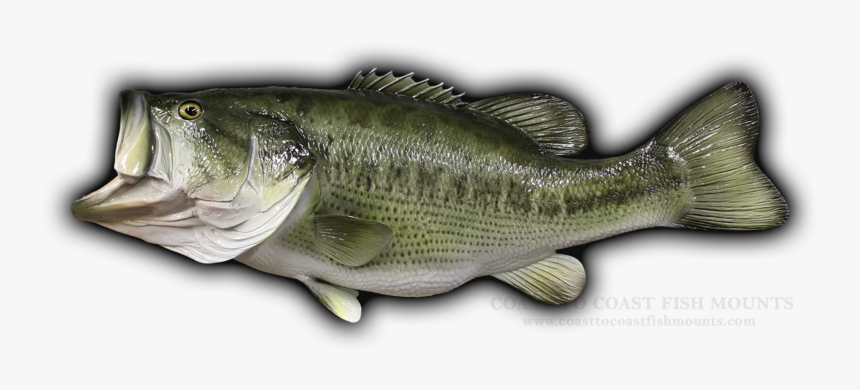 Largemouth Bass Fish Bass Png, Transparent Png, Free Download