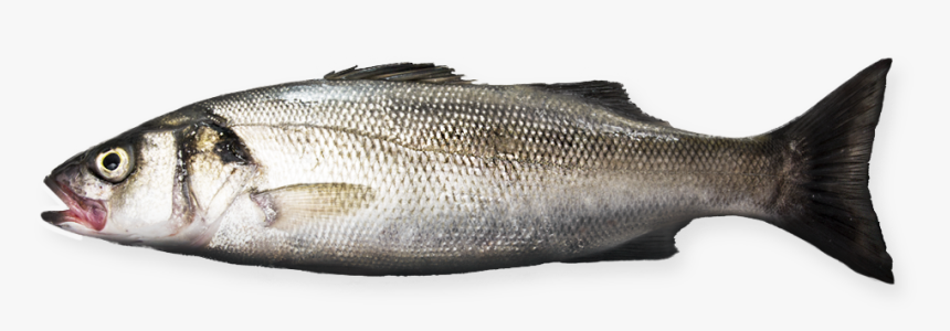 Sea Bass - Dicentrargus Labrax - Sea Bass Png, Transparent Png, Free Download