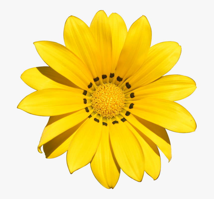 Transparent, Flower, Summer, Yellow, Beach, Holiday - Yellow Colour Background Flowers, HD Png Download, Free Download