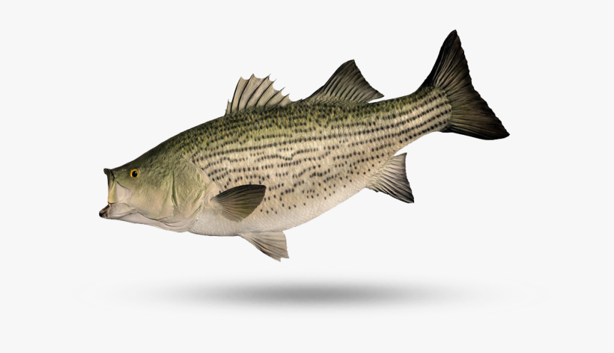 Farmed Striped Bass - Striper Bass, HD Png Download, Free Download