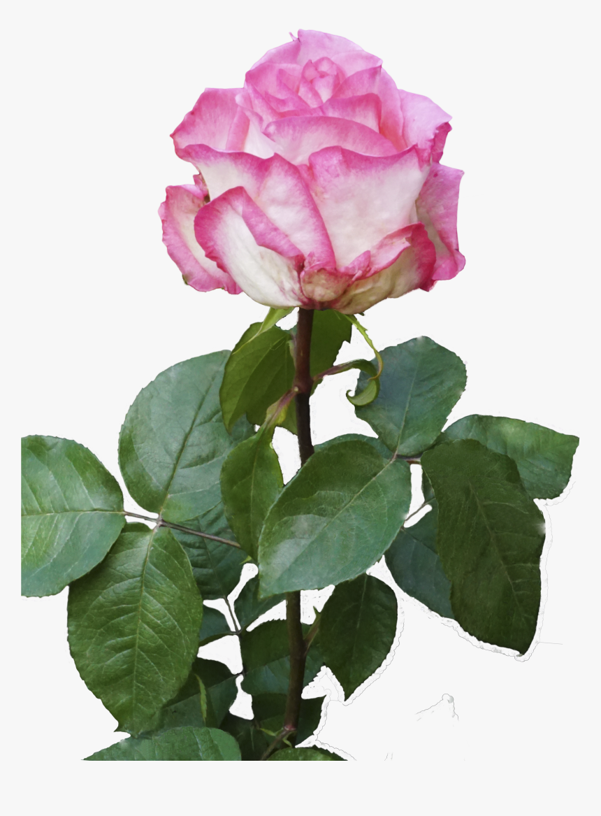 Hybrid Tea Rose, HD Png Download, Free Download