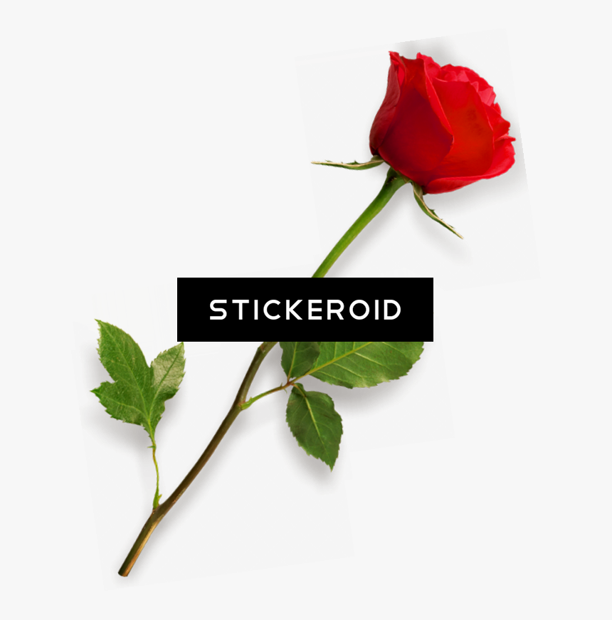 Bud - Real Rose Sticker, HD Png Download, Free Download