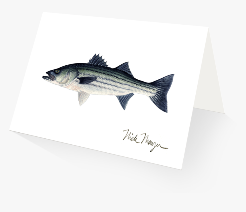 Striper Png -striper Bass, Hd Png Download - Striper Bass, Transparent Png, Free Download