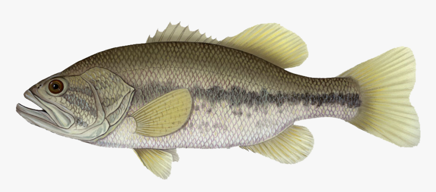 Largemouth Bass Clear Background, HD Png Download, Free Download