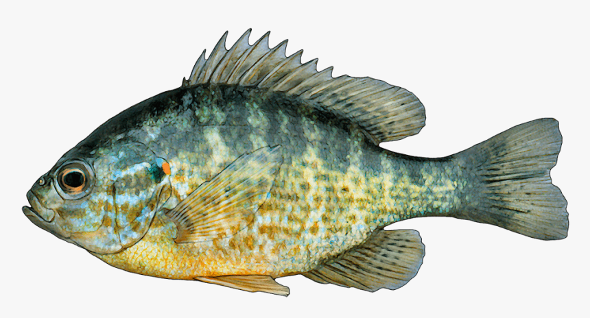 Pumpkinseed Bass, HD Png Download, Free Download