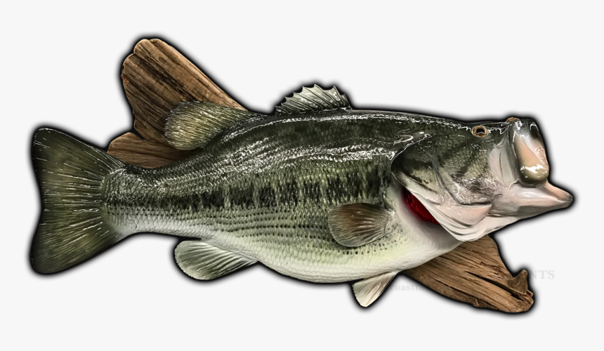 Bass Mount, HD Png Download, Free Download