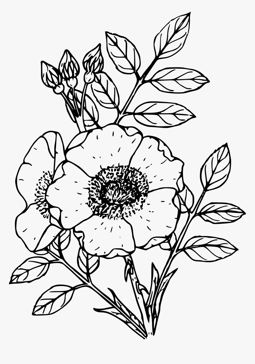 Spalding"s Rose Clip Arts - Flower Plant Line Art, HD Png Download, Free Download