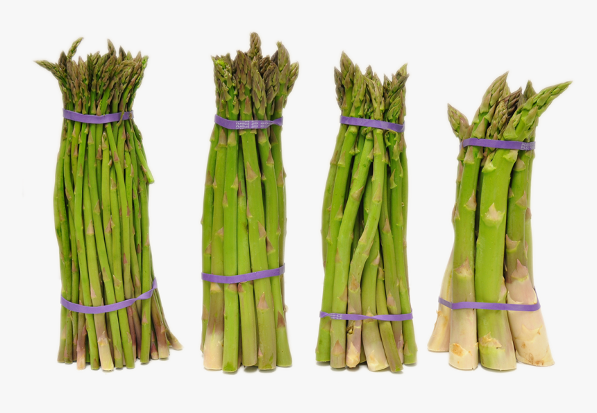 Search For -  -  - Asparagus , Png Download - Asparagus, Transparent Png, Free Download