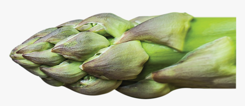 Artichoke, HD Png Download, Free Download