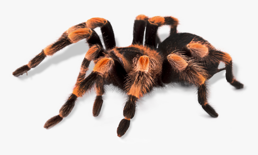 Transparent Insect Png - Tarantula Png, Png Download, Free Download