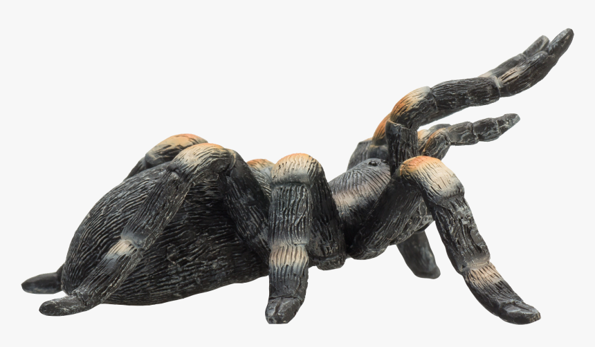 Wildlife - Tarantula - Png Transparent Tarantula, Png Download, Free Download