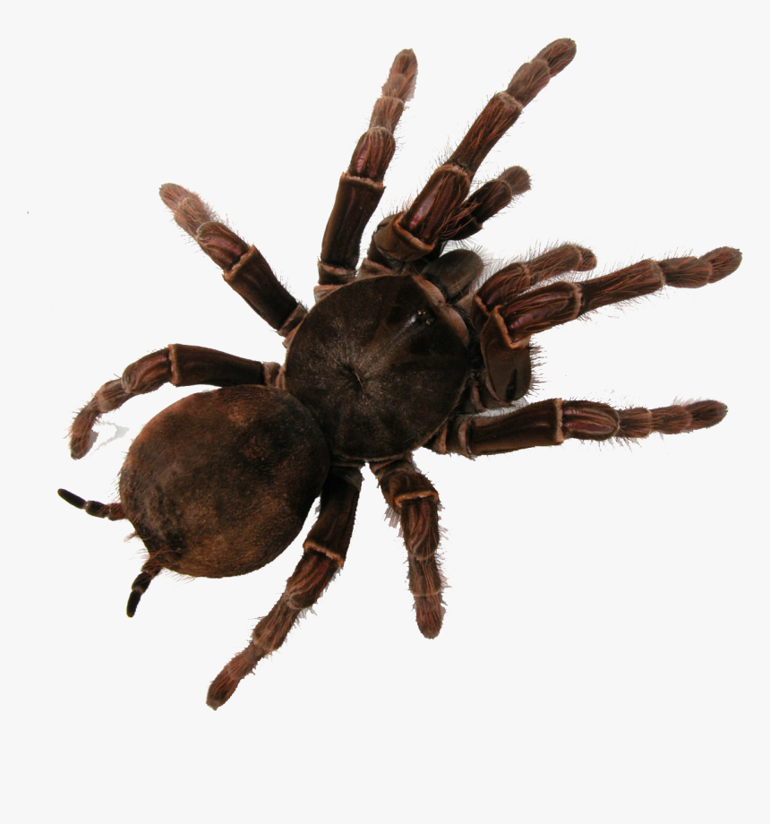 Tarantula , Png Download - Tarantula Migration Colorado 2019, Transparent Png, Free Download