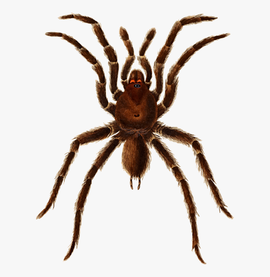 Cuban Spider, HD Png Download, Free Download