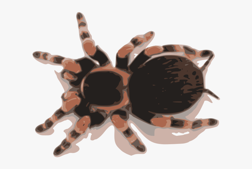 Tarantula - Mexican Red Knee Tarantula Web, HD Png Download, Free Download