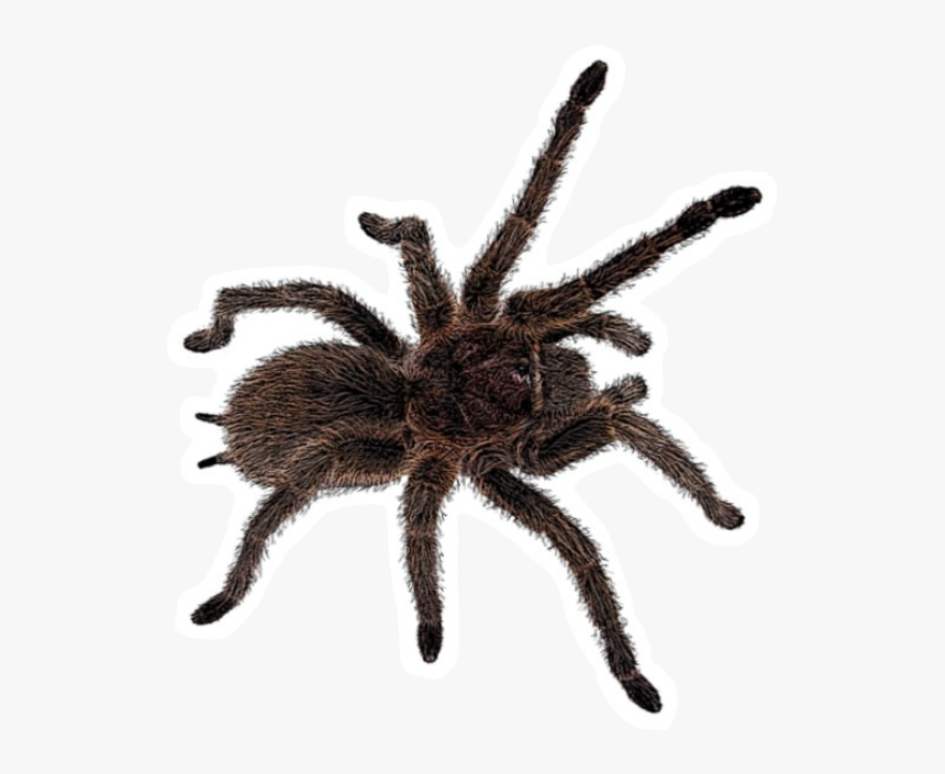 Freetoedit Insect Tarantula Spider Böcek Örümcek - Тарантул Пнг, HD Png Download, Free Download