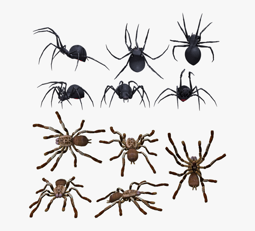 Spider, Spiders, Arachnid, Arachnophobia, Tarantula - Different Kinds Of Spiders, HD Png Download, Free Download