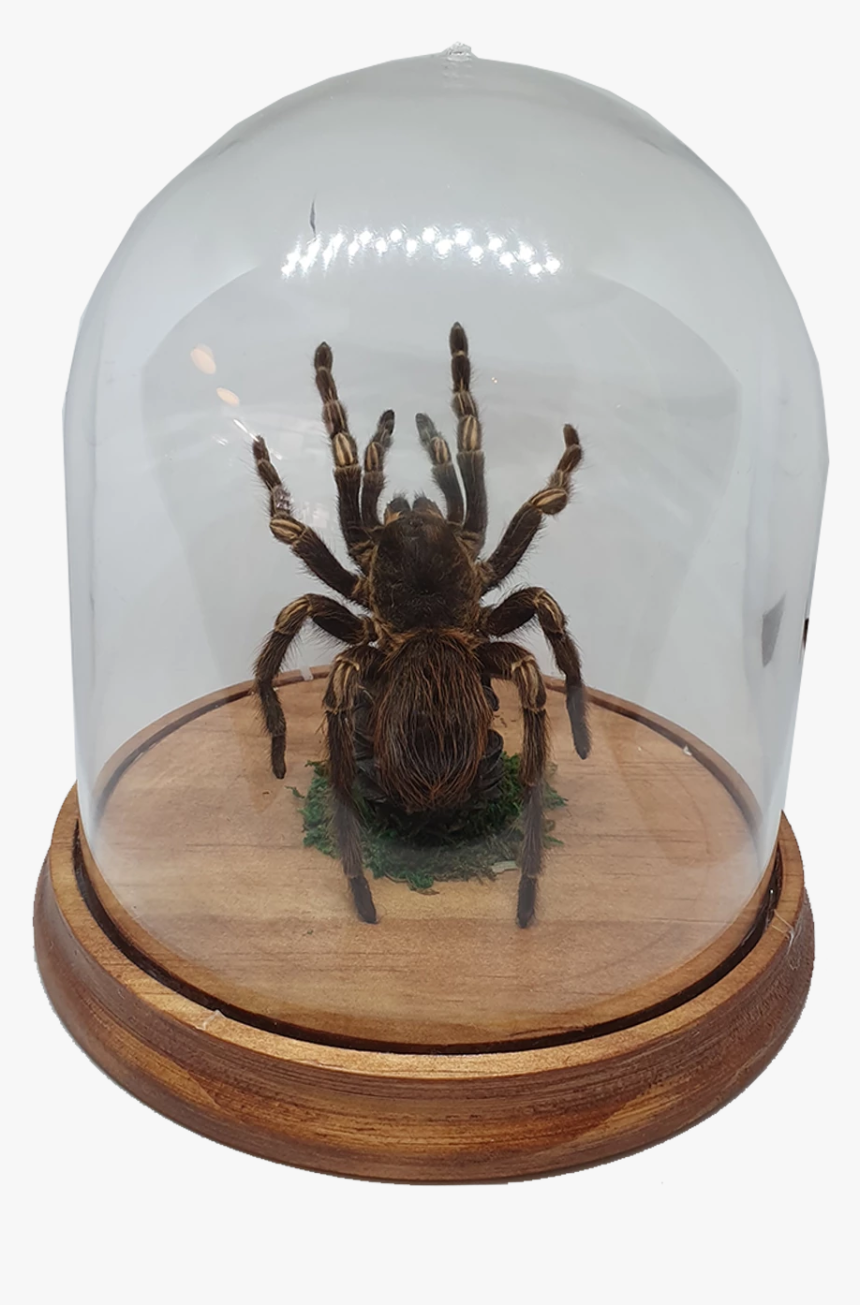 Tarantula Png, Transparent Png, Free Download