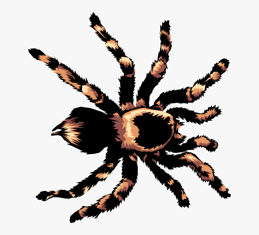 Vector Illustration Of Hairy Arachnid Tarantula Spider - Slideplayer Minibeasts, HD Png Download, Free Download