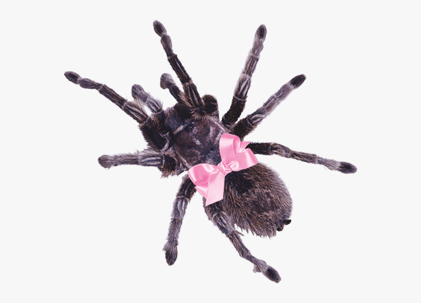 #spider #tarantula #pink #bow #pinkbow #cute #aesthetic - Spider Transparent Background, HD Png Download, Free Download