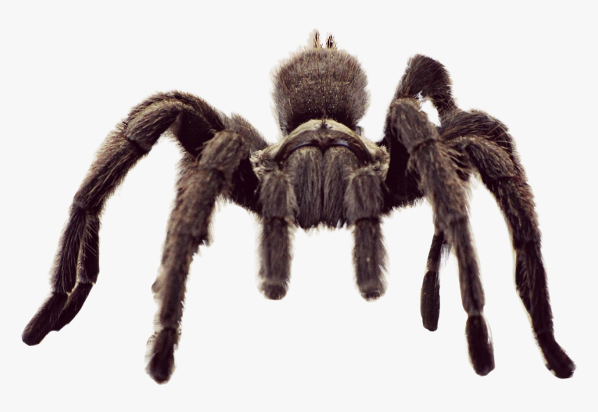 #animal #spider #tarantula #freetoedit - Tarantula Spider, HD Png Download, Free Download