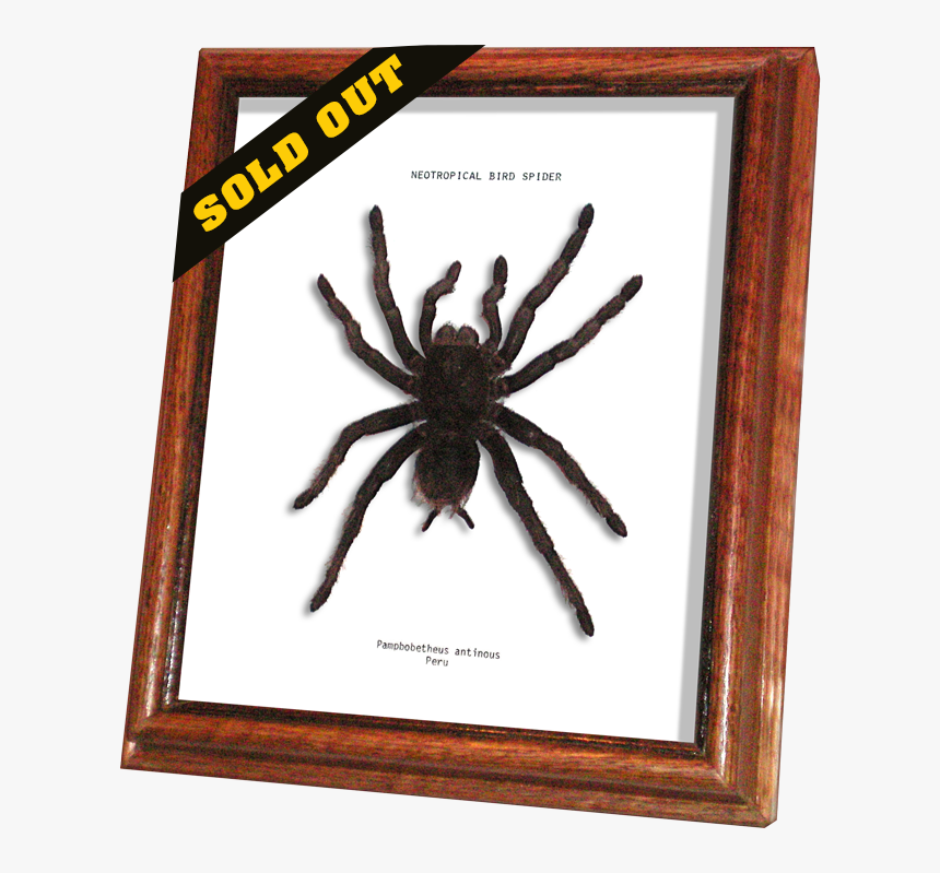 Wildwood Insects Framed Neotropical Bird Spider Or - Tarantula, HD Png Download, Free Download