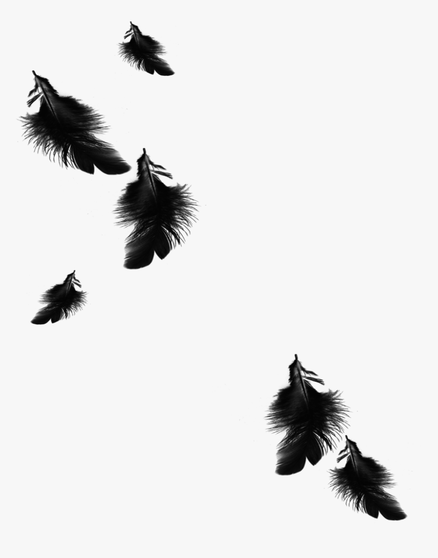 Mq Black Feather Feathers Floating Falling - Black Feathers Falling Png, Transparent Png, Free Download