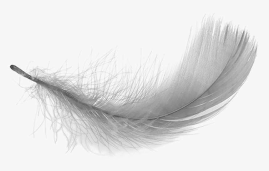 Feather Clipart Black And White - Transparent Feather, HD Png Download, Free Download