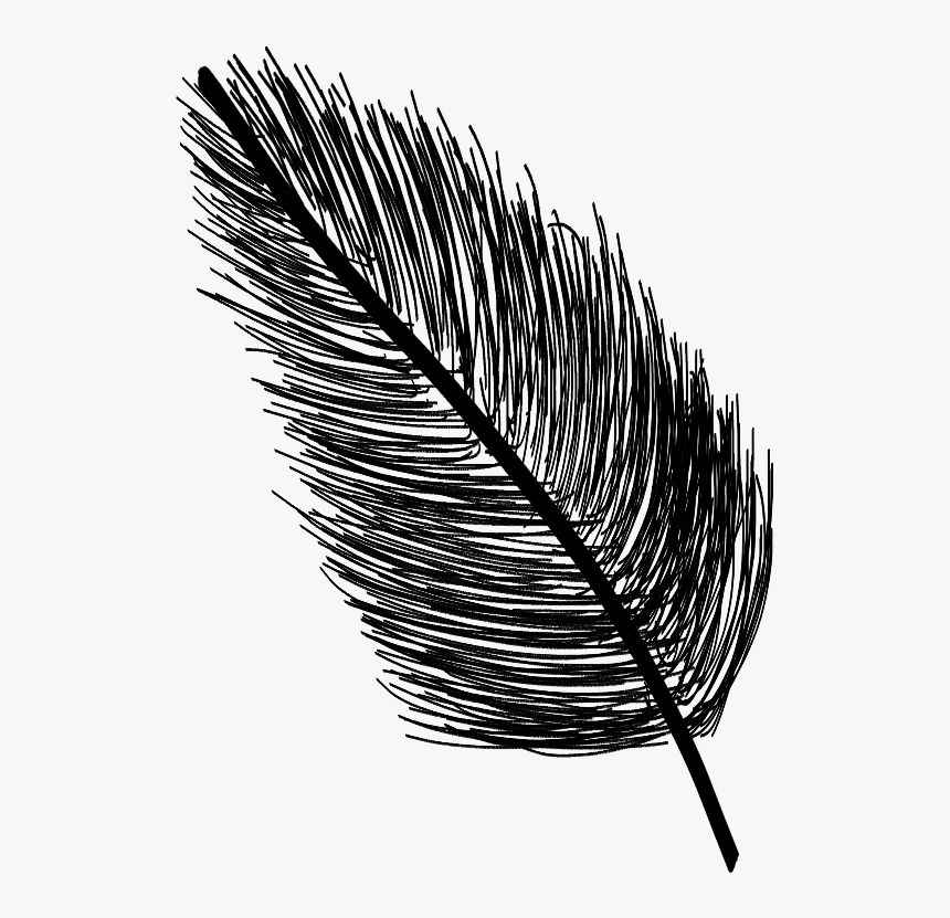#feather #bw #blackandwhite #black #baw #ftefeathers - Sketch, HD Png Download, Free Download