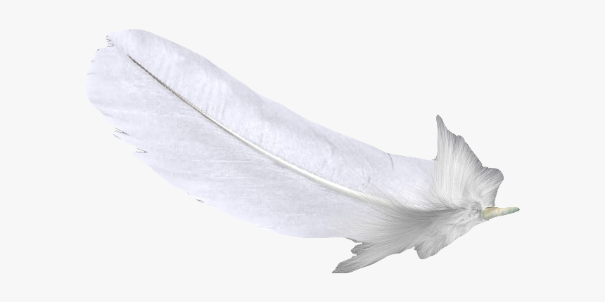 Feather White U767du8272u7fbdu6bdb Free Hq Image Clipart - Still Life Photography, HD Png Download, Free Download