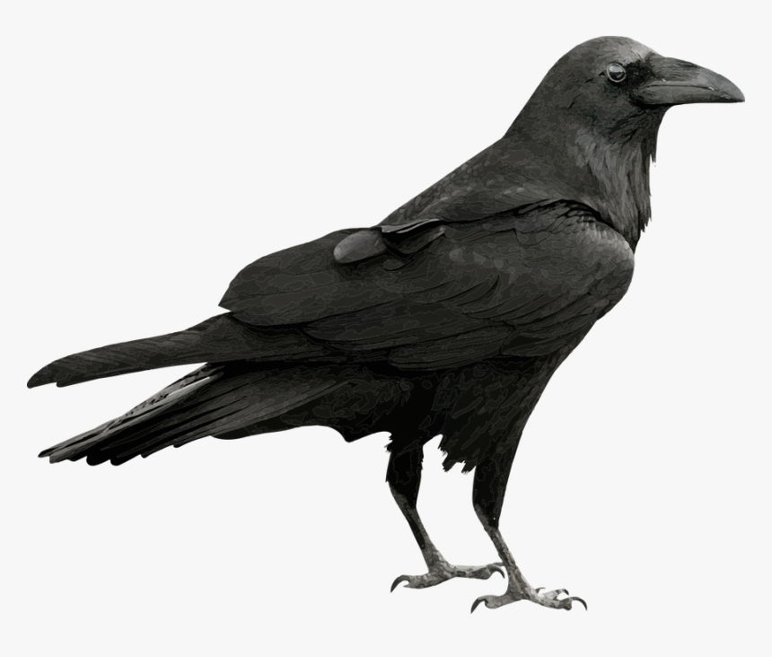 Raven, Bird, Black, Feather, Wild, Blackbird, Beak - Raven Png, Transparent Png, Free Download