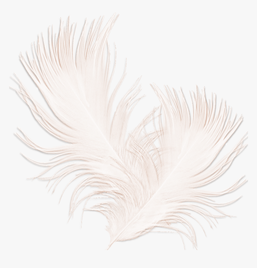 Feather Png Pic - Перья На Прозрачном Фоне, Transparent Png, Free Download