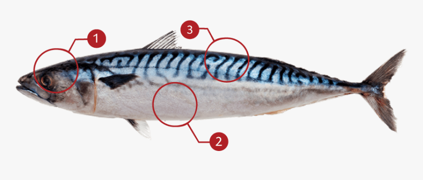 Atlantic Mackerel Lateral Line, HD Png Download, Free Download