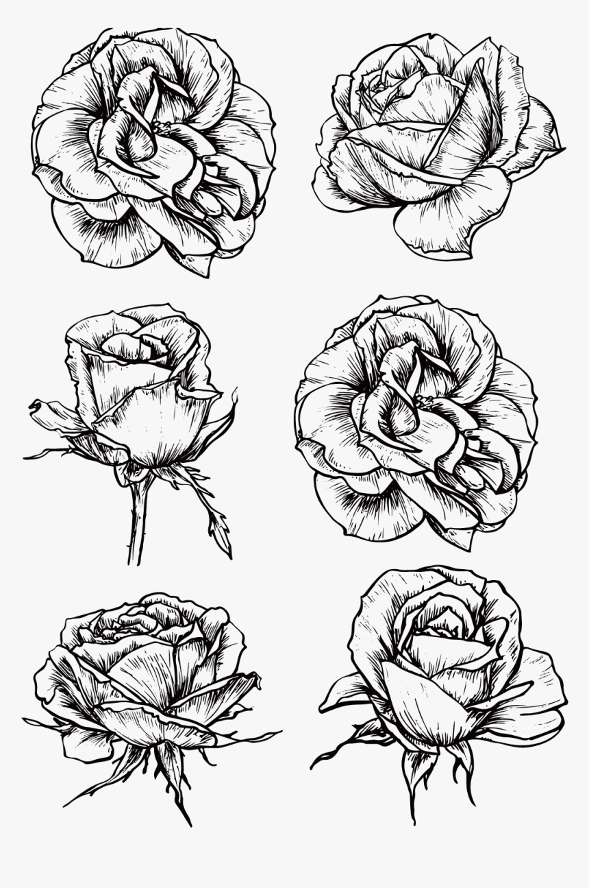 Rose Flower Drawing Sketch - Rose Blooming Sketch, HD Png Download, Free Download