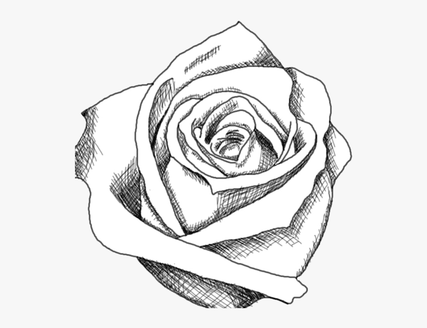 Rose Black And White Drawing Of Clipart Transparent Cool Images Black And White Hd Png Download Kindpng