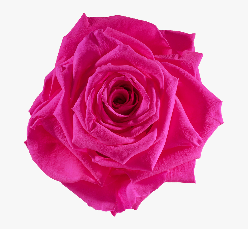 Preserved Rose Red Hot Pink - Hot Pink Roses Png, Transparent Png, Free Download