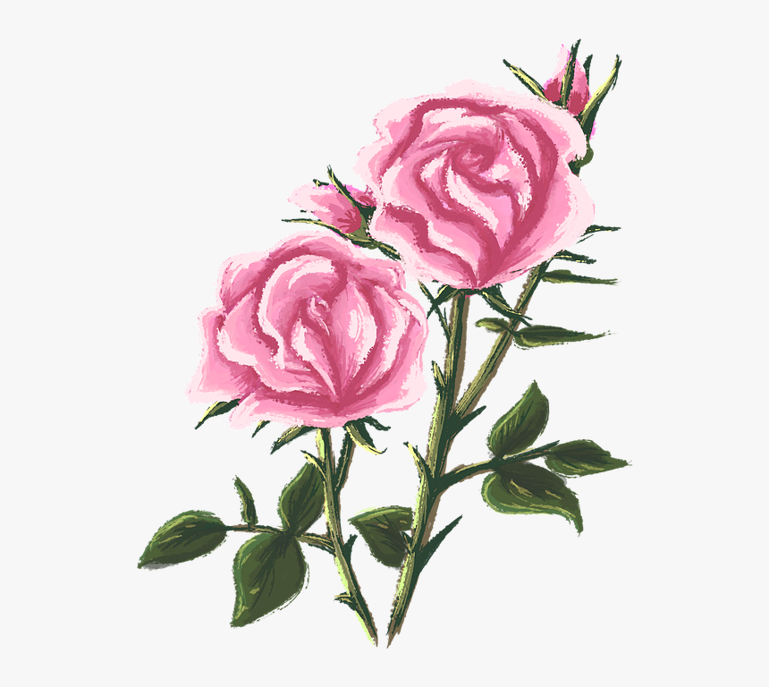 Rose, Drawing, Painting, Flower, Floral, Decoration - Flower Drawing Png, Transparent Png, Free Download
