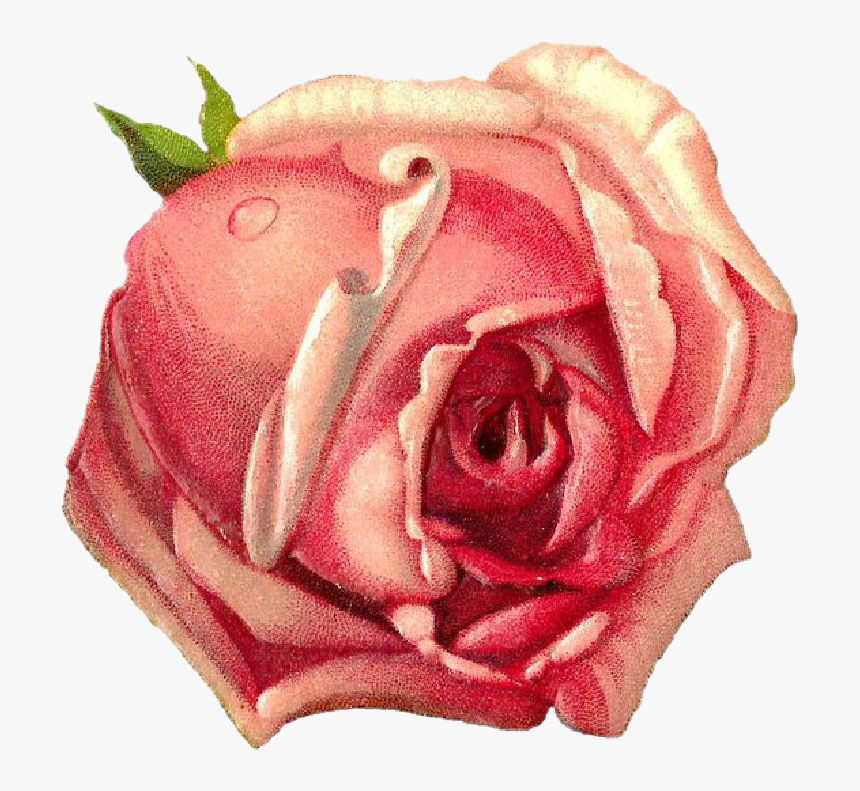#rosa #rose #drawing #draw #dibujo #tumblr #aesthetic - Free Digital Paper Pink Rose, HD Png Download, Free Download