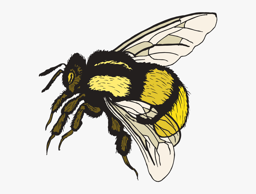 Bee Bumblebee Clip Art Free Bumble Clipart Transparent - Clip Art Bumble Bee, HD Png Download, Free Download
