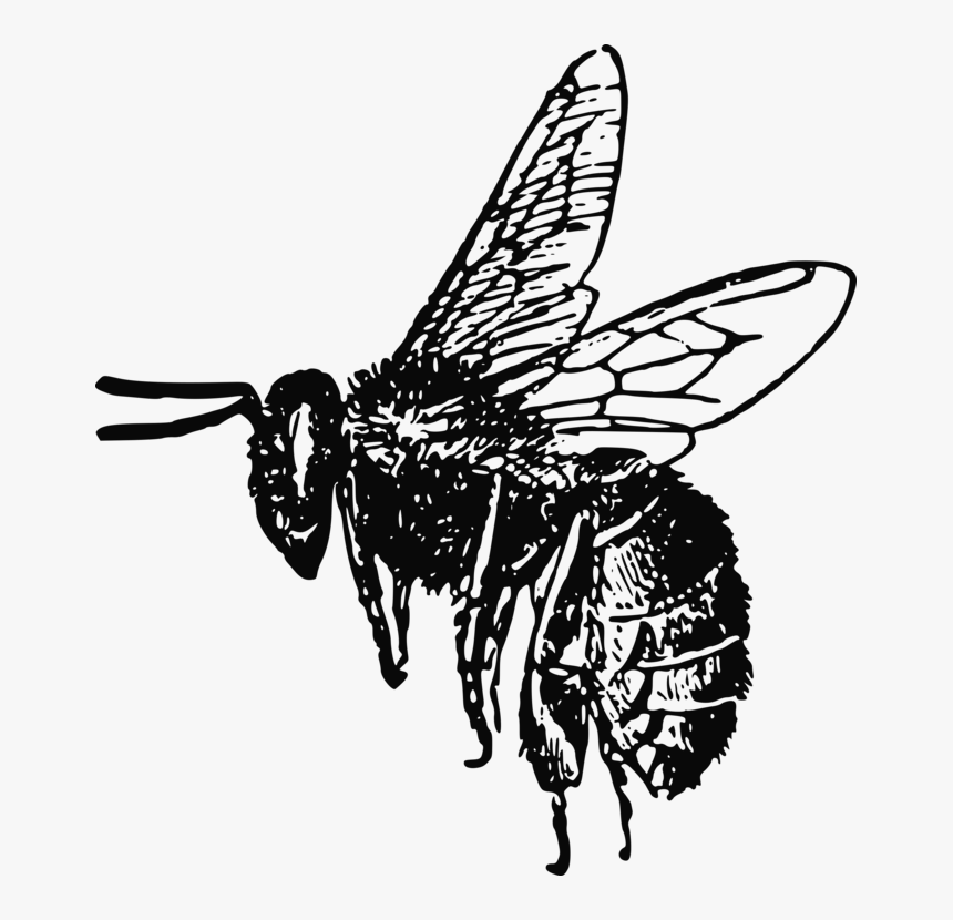 Bees Png Black And White - Realistic Bee Clip Art Black And White, Transparent Png, Free Download