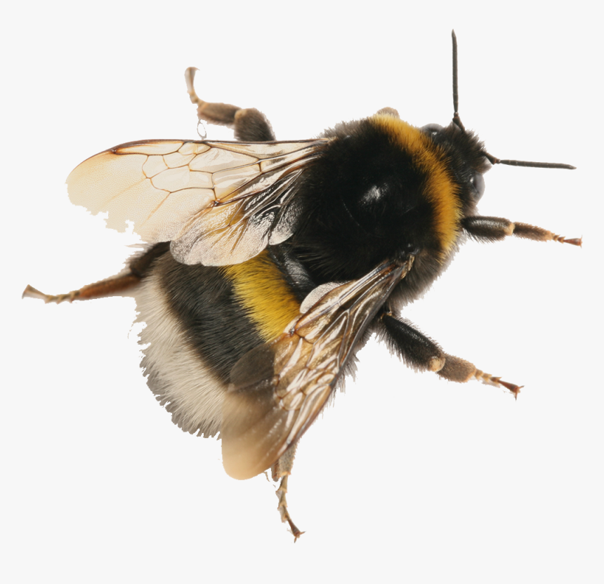 Bumblebee Png, Transparent Png, Free Download