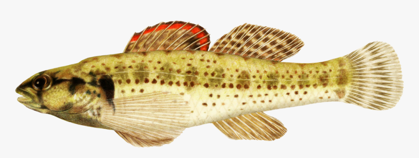 Okaloosa Darter Fish Clipart - Realistic Tropical Fish Clipart, HD Png Download, Free Download