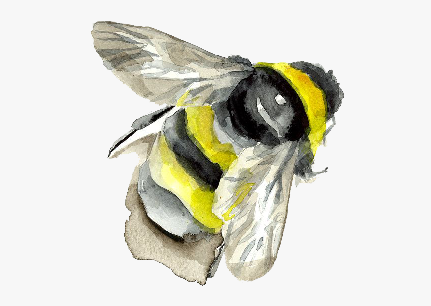 Watercolor Painting Insect Bumblebee Bee Png Free Photo - Watercolor Bee Transparent Background, Png Download, Free Download