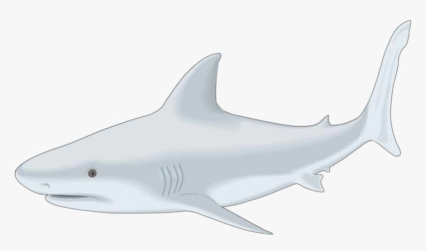 Sharks-clipart, HD Png Download, Free Download