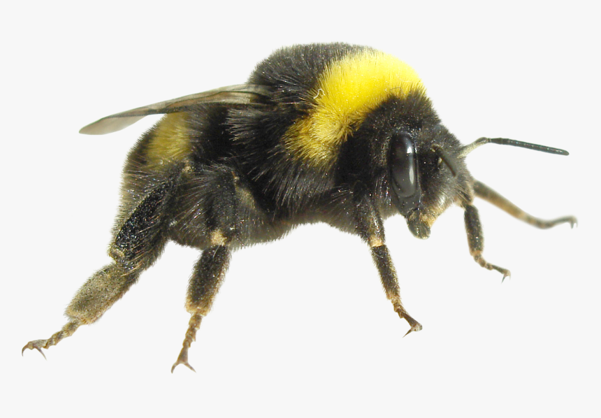 British Bee Us Bee, HD Png Download, Free Download