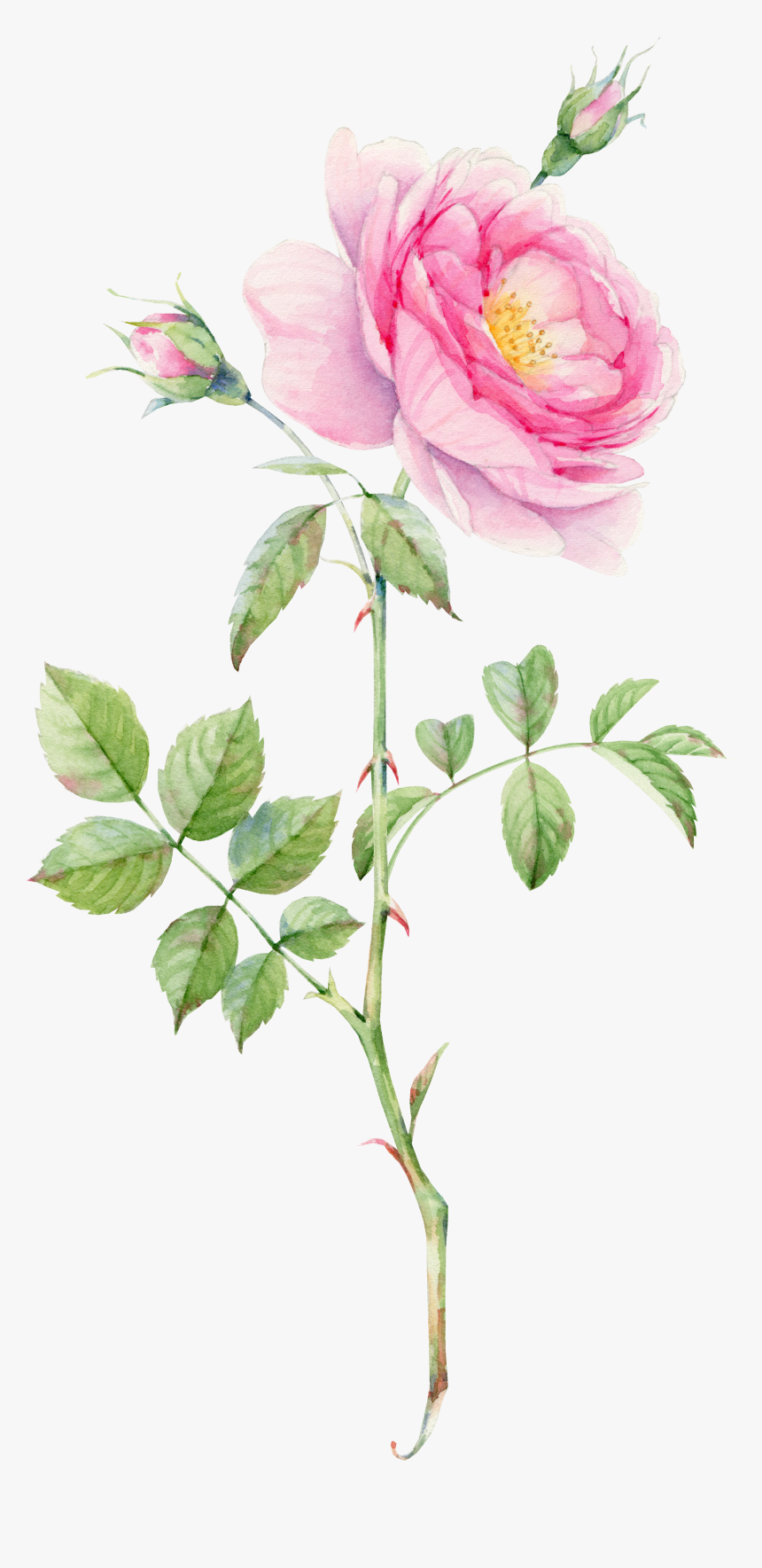 0℃素材4 Plant Drawing, Rose Bouquet, Flower Bouquets, - Watercolor Pink Rose Png, Transparent Png, Free Download