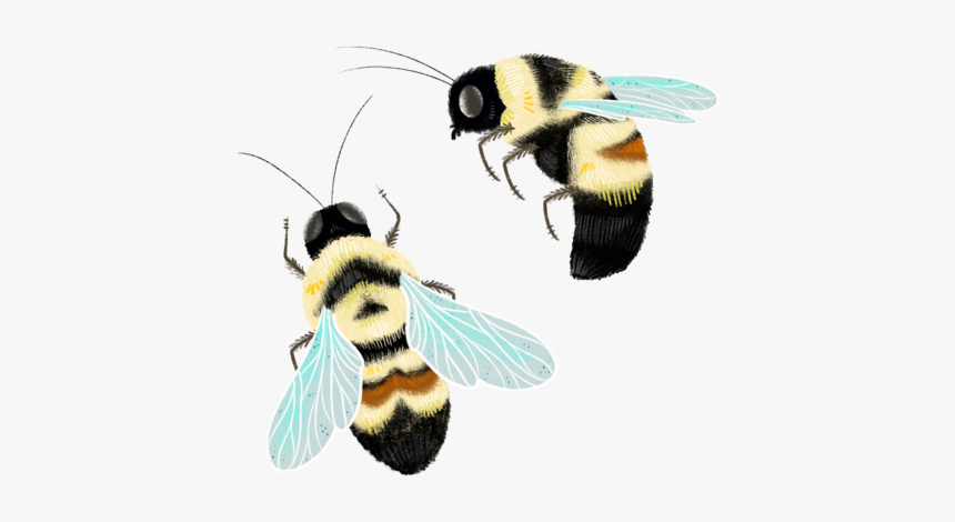 Honeybee, HD Png Download, Free Download