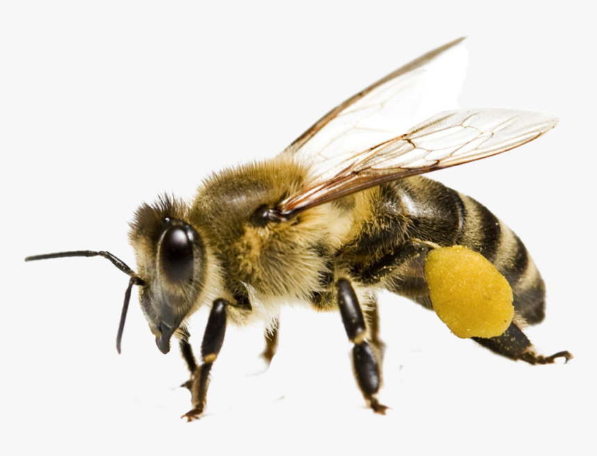 Bee Png Transparent Image - Honeybee Png, Png Download, Free Download