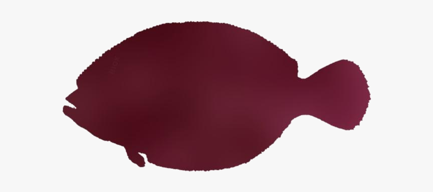 Gulf Flounder Png Image Clipart - Sole, Transparent Png, Free Download
