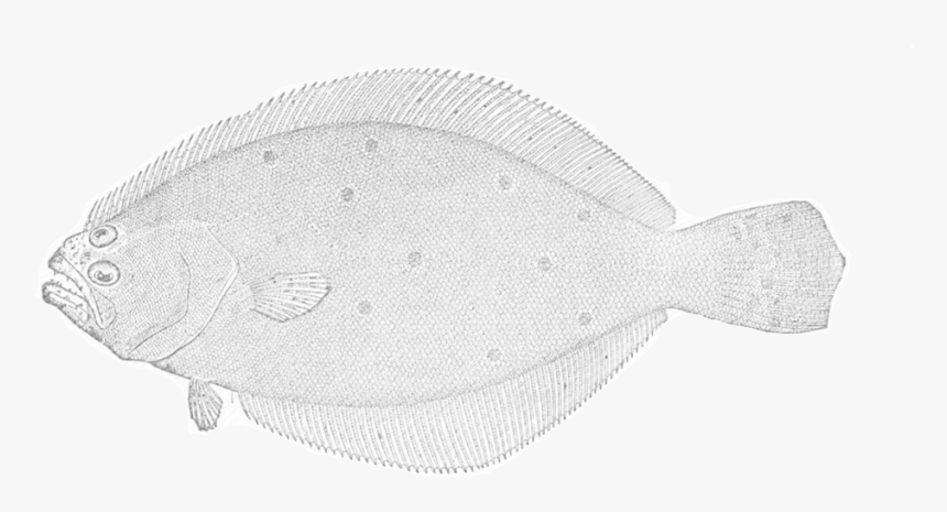 Summer Flounder, HD Png Download, Free Download